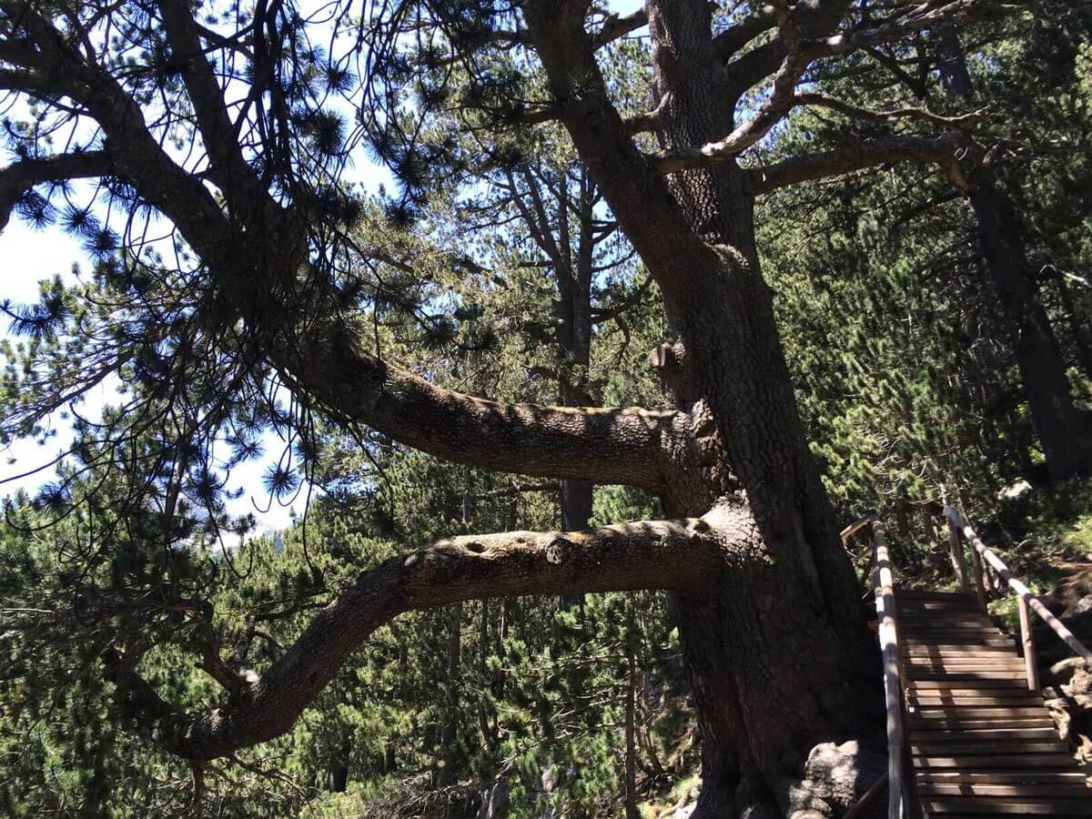 Shadow beneath Baikusheva pine | Lucky Bansko