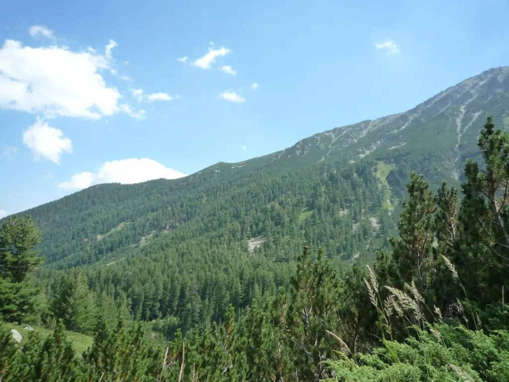Байкушевата мура