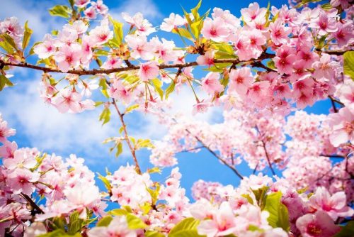 Spring tree