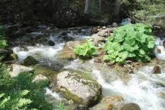 The Bistritsa River in the Pirin Mountains